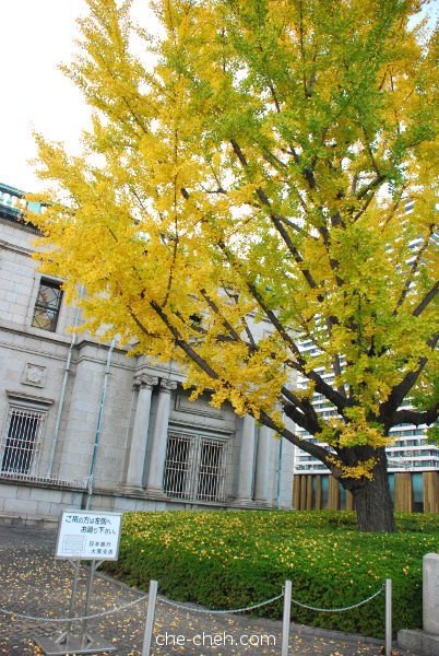 Ginkgo Tree In Front Of Bank Of Japan Osaka Branch @ Osaka